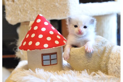販売中の埼玉県のラグドール-117447の2枚目